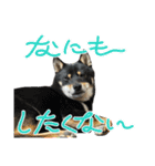 豆柴のちくわくんver.3（個別スタンプ：11）