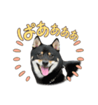 豆柴のちくわくんver.3（個別スタンプ：12）