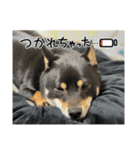 豆柴のちくわくんver.3（個別スタンプ：14）