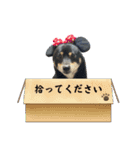 豆柴のちくわくんver.3（個別スタンプ：15）