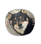 豆柴のちくわくんver.3（個別スタンプ：16）