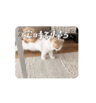 スコティッシュフォールドの動く猫スタンプ（個別スタンプ：16）