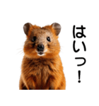 世界一幸せな動物クオッカのごきげん日常（個別スタンプ：1）