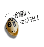ギャル語のピスタチオ（個別スタンプ：5）