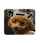 SHELLY☆OTO☆PAPI☆CHIMMY（個別スタンプ：1）