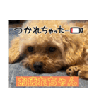 SHELLY☆OTO☆PAPI☆CHIMMY（個別スタンプ：3）