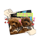 SHELLY☆OTO☆PAPI☆CHIMMY（個別スタンプ：5）