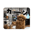 SHELLY☆OTO☆PAPI☆CHIMMY（個別スタンプ：6）