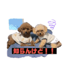 SHELLY☆OTO☆PAPI☆CHIMMY（個別スタンプ：7）