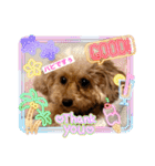 SHELLY☆OTO☆PAPI☆CHIMMY（個別スタンプ：8）