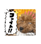 SHELLY☆OTO☆PAPI☆CHIMMY（個別スタンプ：10）