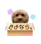 SHELLY☆OTO☆PAPI☆CHIMMY（個別スタンプ：11）
