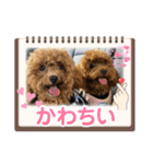 SHELLY☆OTO☆PAPI☆CHIMMY（個別スタンプ：14）