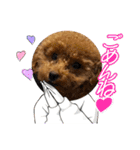 SHELLY☆OTO☆PAPI☆CHIMMY（個別スタンプ：15）