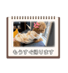SHELLY☆OTO☆PAPI☆CHIMMY（個別スタンプ：16）