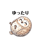 ぺたんフクロウ（個別スタンプ：13）