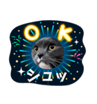 トム君チャンネル（個別スタンプ：5）