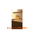 ハムスターのモグスタンプ（個別スタンプ：5）