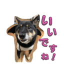 黒豆柴との日常スタンプ（個別スタンプ：4）