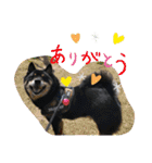 黒豆柴との日常スタンプ（個別スタンプ：8）