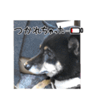 黒豆柴との日常スタンプ（個別スタンプ：19）