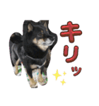 黒豆柴との日常スタンプ（個別スタンプ：20）