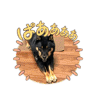黒豆柴との日常スタンプ（個別スタンプ：24）