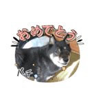 黒豆柴との日常スタンプ（個別スタンプ：25）