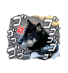 黒豆柴との日常スタンプ（個別スタンプ：26）