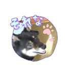 黒豆柴との日常スタンプ（個別スタンプ：28）