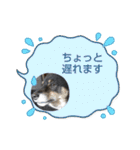 黒豆柴との日常スタンプ（個別スタンプ：30）