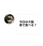 黒豆柴との日常スタンプ（個別スタンプ：31）