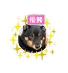 黒豆柴との日常スタンプ（個別スタンプ：36）