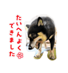 黒豆柴との日常スタンプ（個別スタンプ：37）