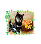 黒豆柴との日常スタンプ（個別スタンプ：38）
