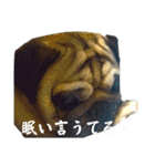 保護犬のパグ（個別スタンプ：9）