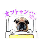 保護犬のパグ（個別スタンプ：15）