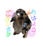 使える愛犬日常スタンプぅぅう（個別スタンプ：1）