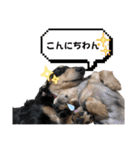 使える愛犬日常スタンプぅぅう（個別スタンプ：2）