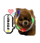 使える愛犬日常スタンプぅぅう（個別スタンプ：3）