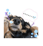 使える愛犬日常スタンプぅぅう（個別スタンプ：4）