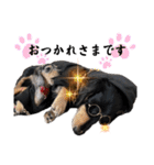 使える愛犬日常スタンプぅぅう（個別スタンプ：5）