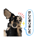 使える愛犬日常スタンプぅぅう（個別スタンプ：6）