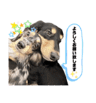 使える愛犬日常スタンプぅぅう（個別スタンプ：7）