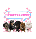 使える愛犬日常スタンプぅぅう（個別スタンプ：8）