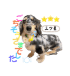 使える愛犬日常スタンプぅぅう（個別スタンプ：11）