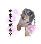 使える愛犬日常スタンプぅぅう（個別スタンプ：15）