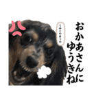 使える愛犬日常スタンプぅぅう（個別スタンプ：17）