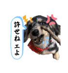 使える愛犬日常スタンプぅぅう（個別スタンプ：18）