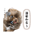 使える愛犬日常スタンプぅぅう（個別スタンプ：19）